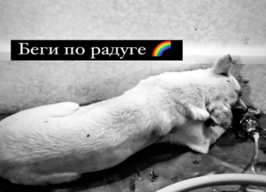 В Волгограде умерла избитая и живьем закопанная собака