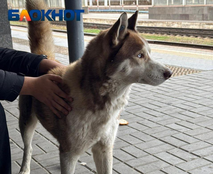 Хаски-путешественник в одиночку прибыл на волгоградский вокзал 