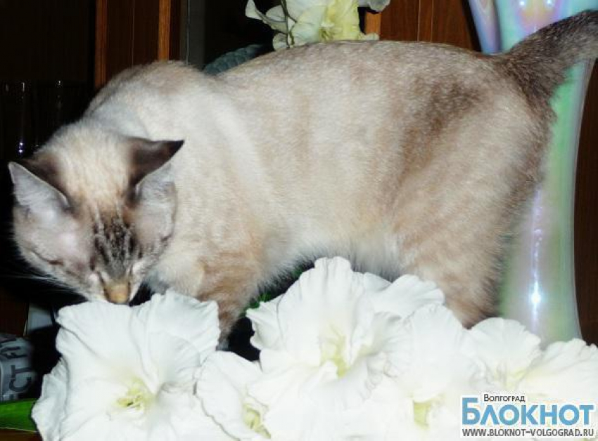 Самой красивой кошкой в Волгограде может стать Пульхения