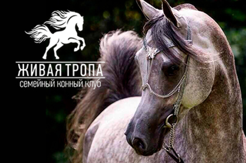 Адаптивная верховая езда, конные пробеги, горнолыжный спорт. Заходи в справочник
