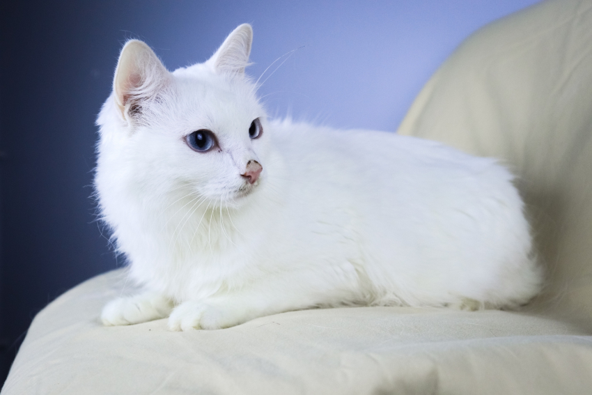 Белоснежную кошку с голубыми глазами спасли от смерти в Волгограде: ее история поражает