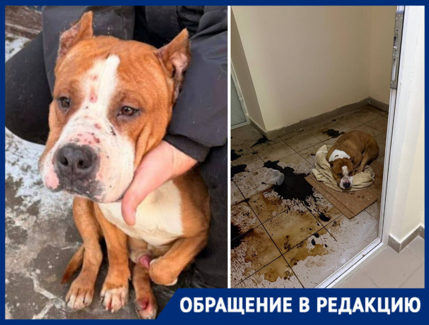 Ангел три дня умирал в страшных муках в луже крови и фекалий: волгоградцы требуют наказать живодера