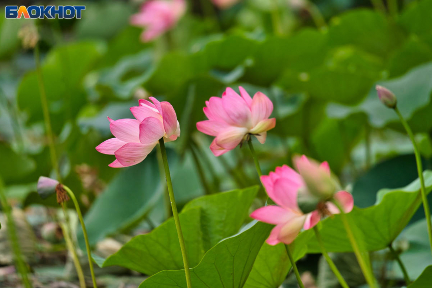 Похолодание до +15 ждет волгоградцев 4 августа 