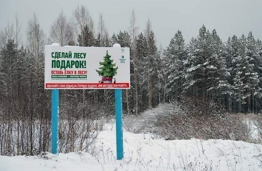  ﻿В преддверии Нового года живым елкам в Волгоградской области усилили охрану