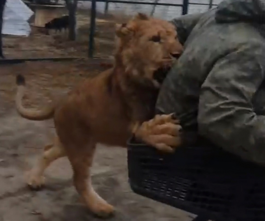 Львов сняли на видео в Волгоградской области