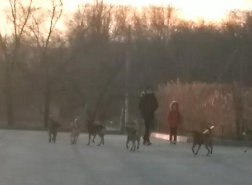 На видео попало нападение бездомных собак на жителей Красноармейского района