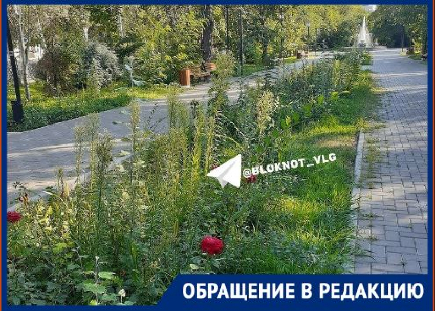 Волгоградцы назвали позором мэра лысые цветники в центре города 