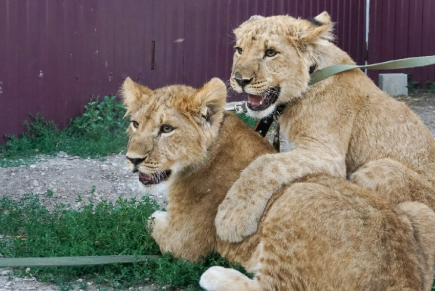 "Животные живут настоящим": дом для спасенных львят достраивают в Волгограде