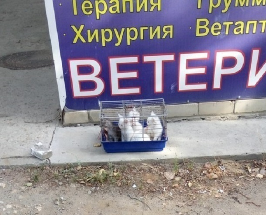 Волгоградцы оставили посреди улицы маленьких котят в клетке