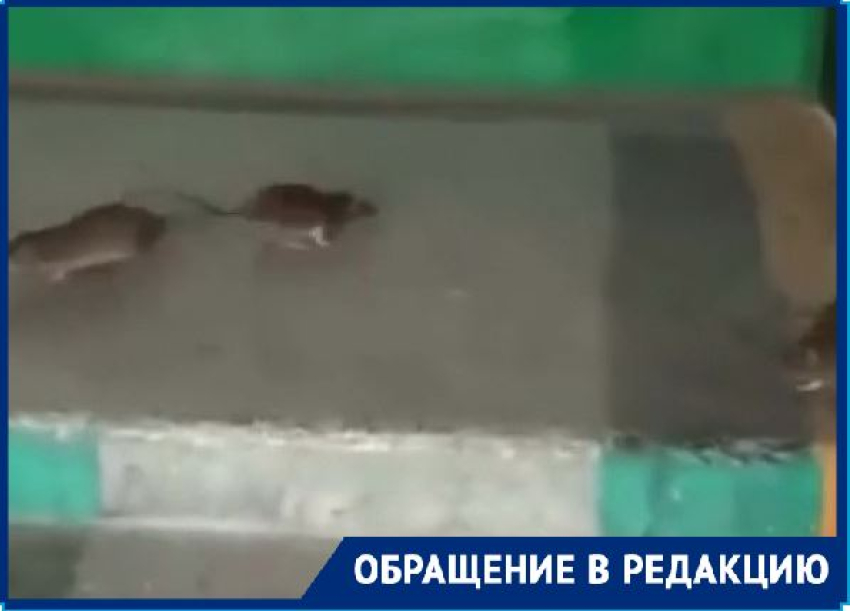 Грызуны расплодились в многоэтажке в Волгограде