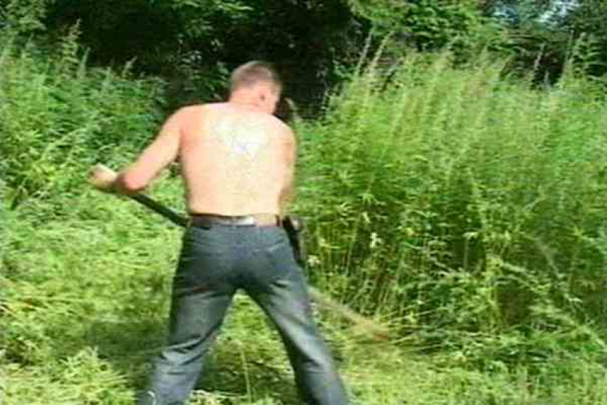 В Городище 26-летний парень вырастил для себя 26 кустов конопли