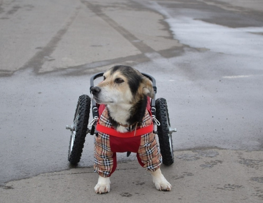 Волгоградской собаке-инвалиду ищут хозяина Митя Фомин и певица Ёлка
