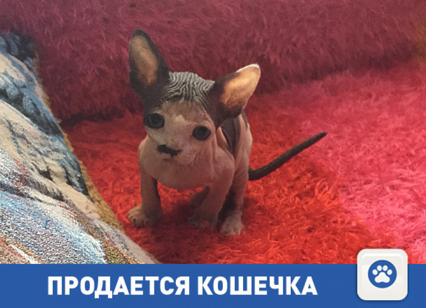 Продам кошечку-сфинкса
