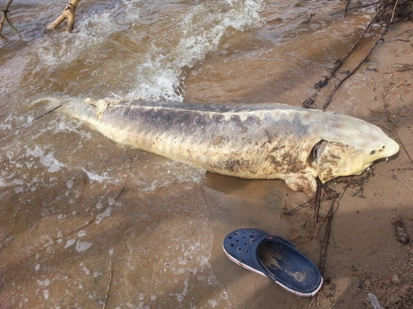Волгоградец снял на видео гигантскую мертвую белугу, вынесенную на берег Волги 