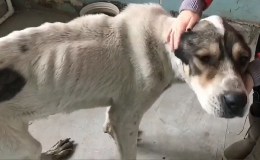 Волгоградка показала на видео собаку, заставляющую плакать