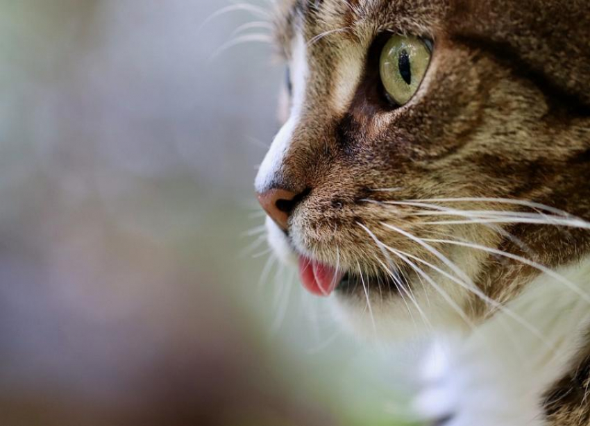 Зараженный бешенством кот искусал жительницу Волгоградской области
