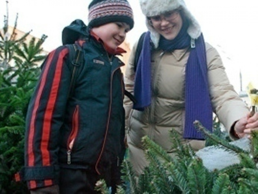 Самая дорогая елка в Волгограде стоит 2000 рублей, самая дешевая - 200