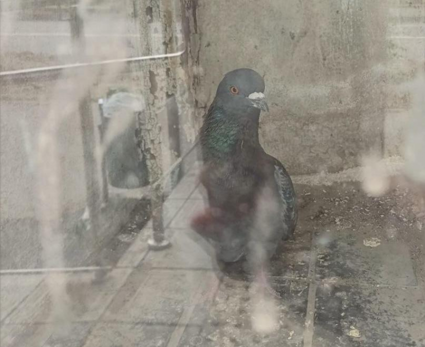 «Скоро пойдет трупный запах»: о медленно умирающем голубе в здании «Почты России» сообщила волгоградка