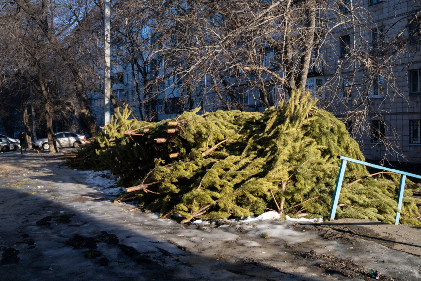 В Волгограде устроили кладбище непроданных новогодних сосен