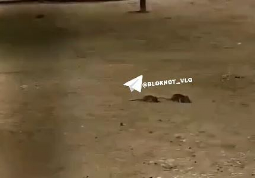 Огромных крыс заметили в парке альпак в Волгограде