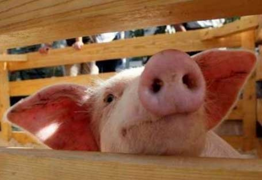 Чума свиней в Волгоградской области – результат халатности