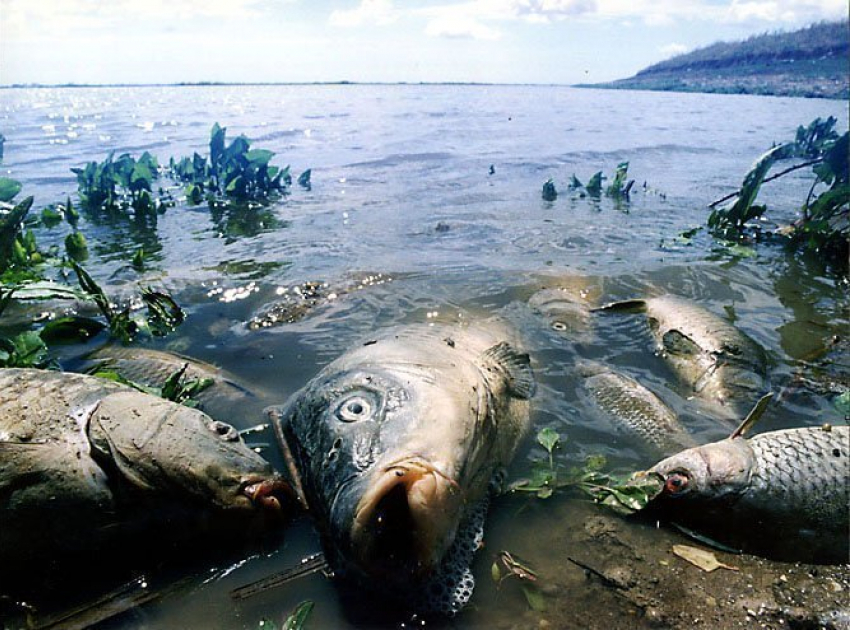 В водоемах Волгоградской области снова массово гибнет рыба