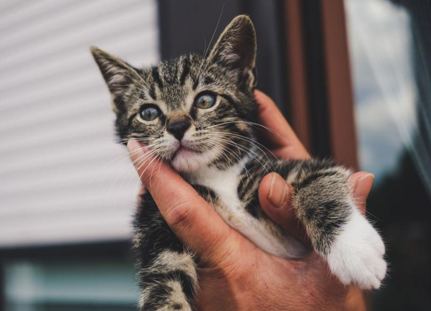 Закрыть долг и накормить 170 кошек пытаются в волгоградском приюте