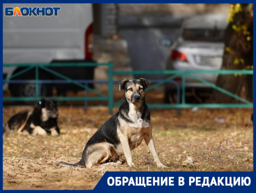 Бездомные собаки атаковали маму двоих детей в Волгограде: отбивалась зонтом