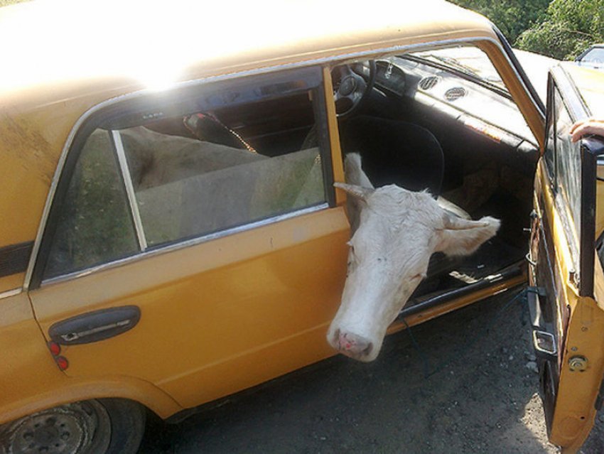 Безработные украли скот у фермера под Волгоградом 