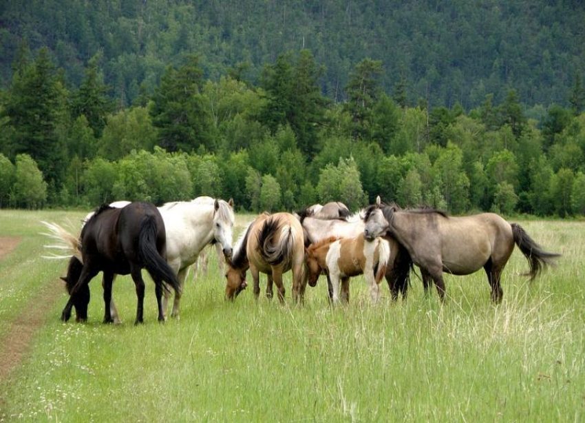 Отбивали от табуна: похитителей 68 лошадей задержали в Волгоградской области