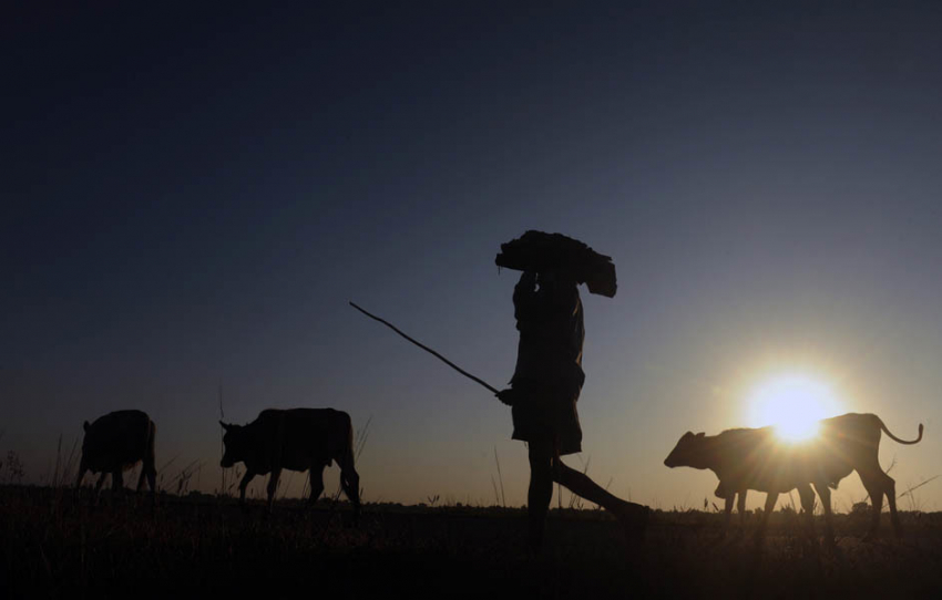 51-летний пастух скончался в поле под Волгоградом