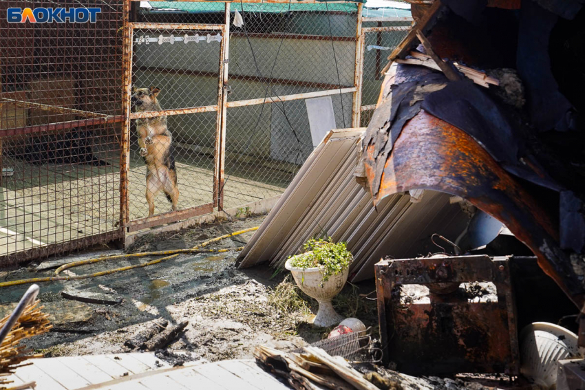 Волонтеров для охраны собак и разбора завалов ищет сгоревший приют в Волгограде 