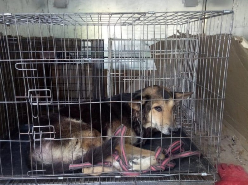 9-летнюю собаку-инвалида оставил умирать на улице волгоградец