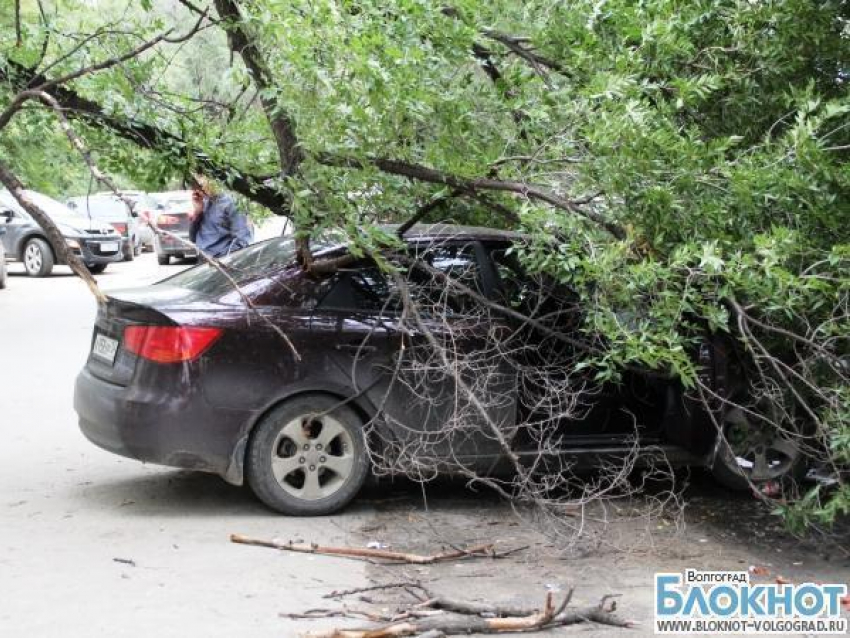 После дождя в Волгограде дерево упало на две иномарки