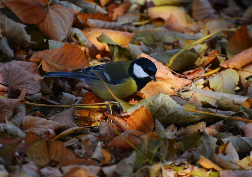 Седой дятел и большая синица: лучшие осенние кадры птиц под Волгоградом
