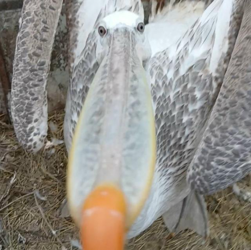 Танец гигантского пеликана сняли на видео в Волгограде