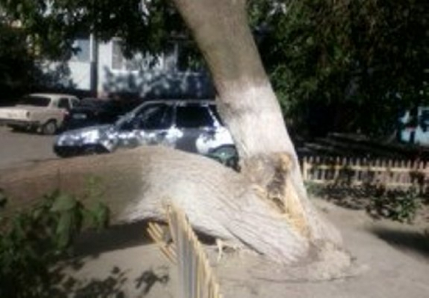 В Волгограде поваленное дерево во время шторма придавило женщину