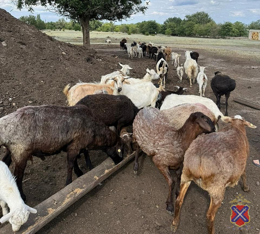 Дерзкого похитителя овец и коз задержали под Волгоградом 