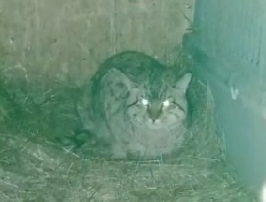 Полудикого лесного кота спасают в волгоградском приюте
