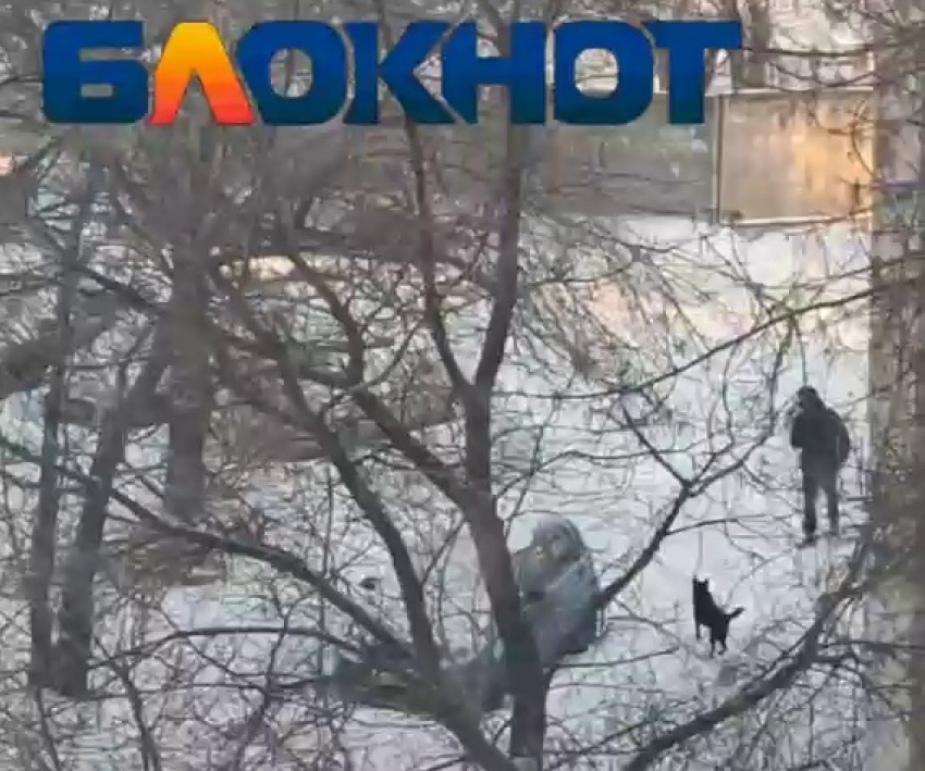 «Нападают на машины и на людей»: два двора в Волгограде запугала стая собак