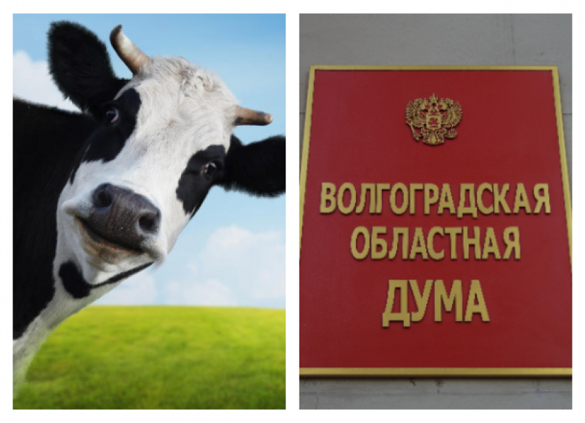 Волгоградские депутаты озаботились коровьими лепешками и козьими шариками