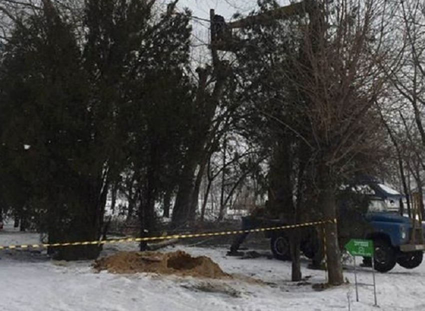 В Волгограде концессионер ЦПКиО уничтожает 40-метровые тополя