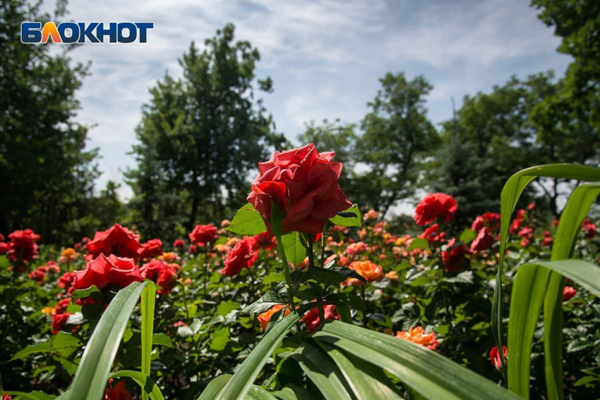В Волгограде обещают прохладу, а в области – жару