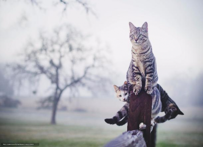 Туман, дождь и сильный ветер «порадуют» волгоградцев 18 октября