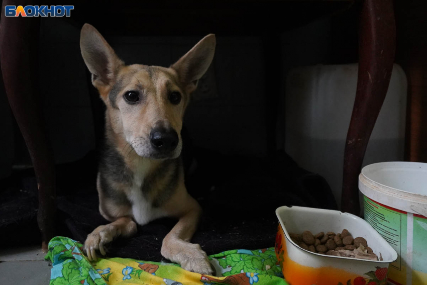 Вода замёрзла в трубах волгоградского приюта на 2000 животных