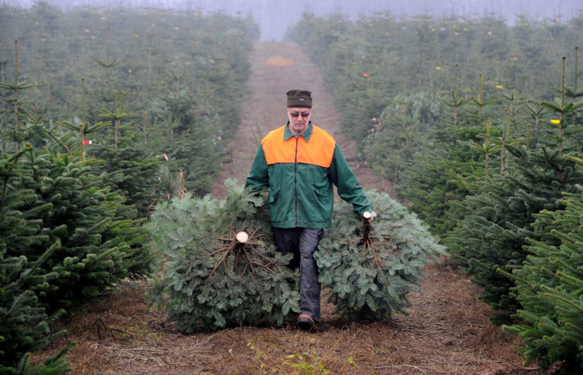 Под Волгоградом мужчина продавал 98 незаконно срубленных елок 