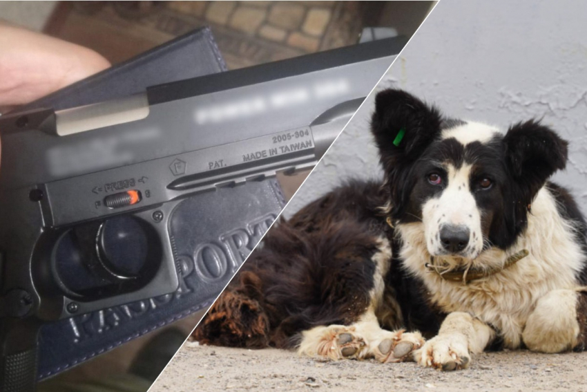 Бродячую собаку расстрелял из окна житель Волгограда