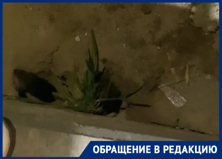 Крысы вырыли норы под новостройками в Родниковой в Волгограде