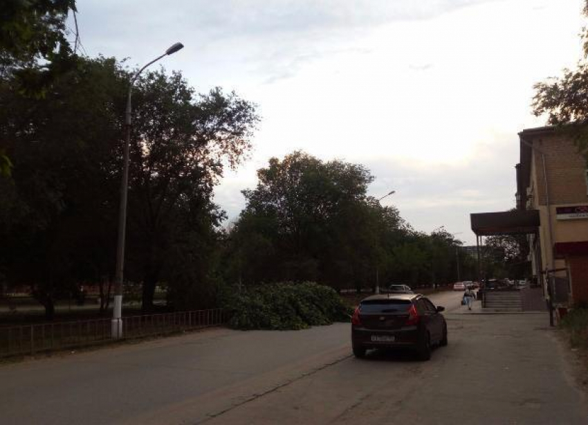В Волгограде сильный ветер начал валить деревья