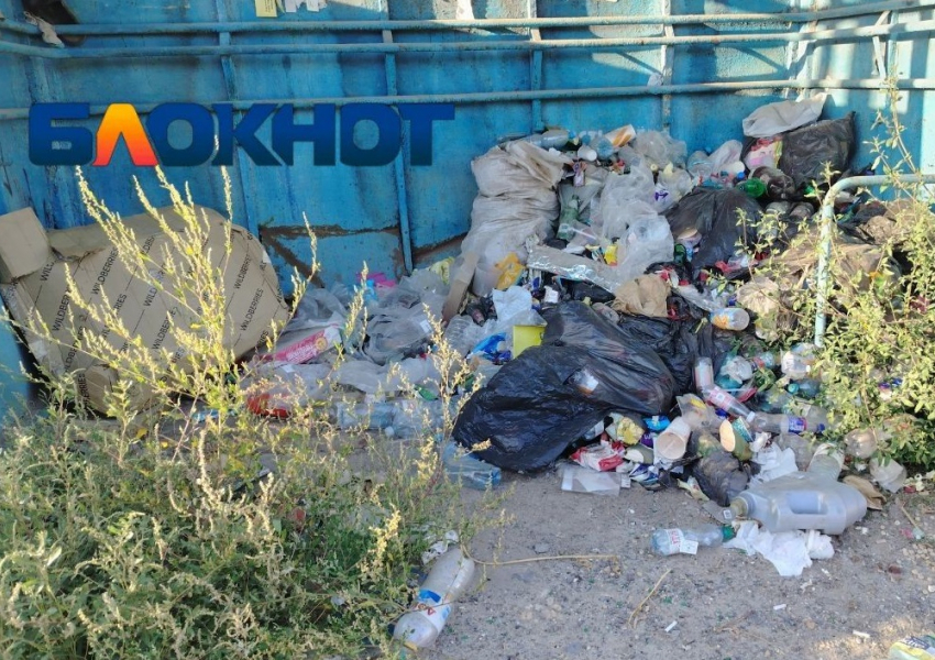 Крысы завелись в заваленной помоями самой жуткой остановке Волгограда